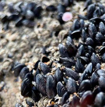 Barnacles stuck to a rock on the beach Stock Photos