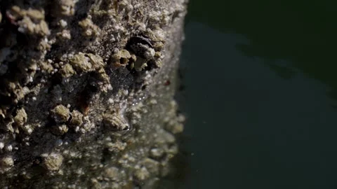 Barnacles on support close up Stock Footage 311618499