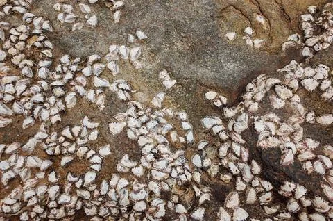 Barnacles "teritip" Stock Photos