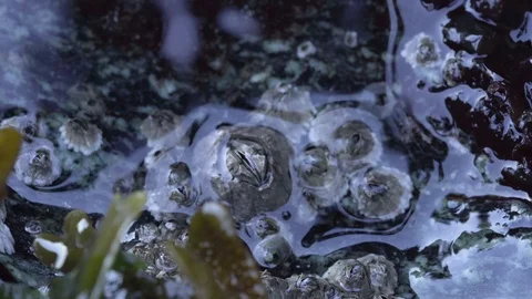 Barnacles at Tide - Cirri Stock Footage 125346773