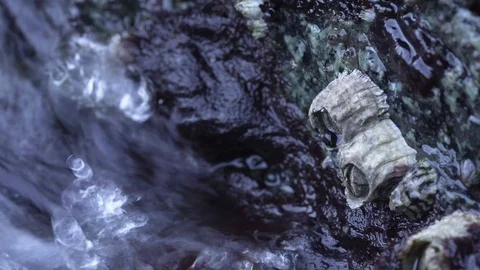 Barnacles at Tide - Macro Stock Footage 125346720