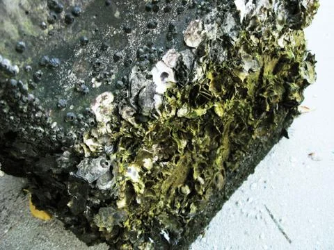 Barnacles Under the Bridge Stock Photos