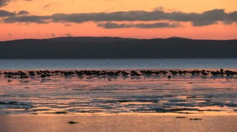 Barnies Video stock 10758263