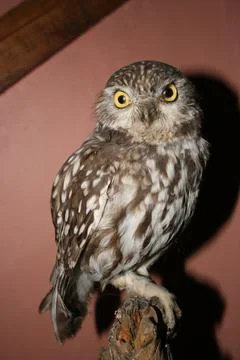 Barnowl Stock Photos