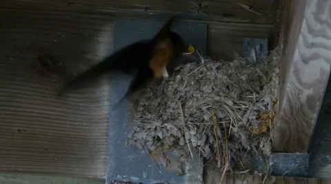 Barnswallow Feeds Chicks 스톡 동영상 40465560