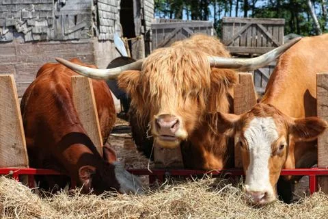 Barnyard cattle Stock Photos