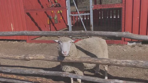 Barnyard. Goats and rams behind the fence. Stock Footage 239191397