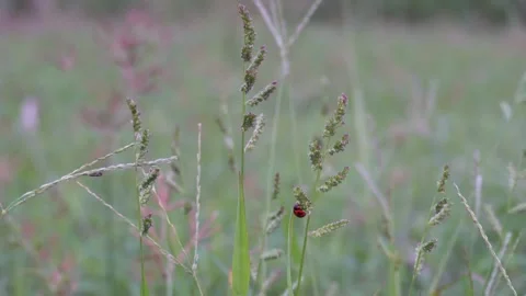 Barnyard Grass Clump Stock-Footage 328528326