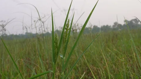 Barnyard grass Stock-Footage 332556506