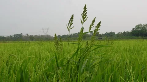 Barnyard grass 스톡 동영상 333997245
