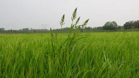 Barnyard grass weed Video stock 333997513
