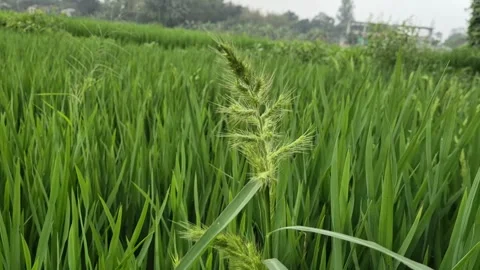Barnyard Grass Weed Growing Wild Inside Green Rice Field Video stock 338232185