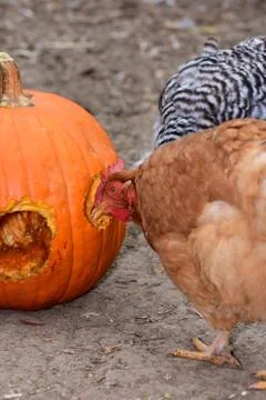 Barnyard Halloween Stock Photos
