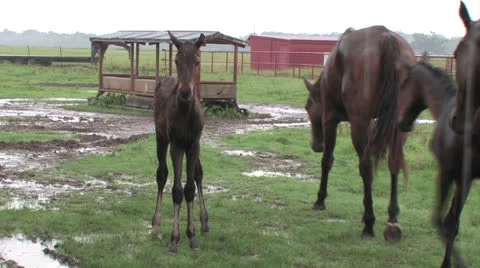 Barnyard Horses in the Rain Video stock 23741748