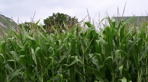 Barnyard Pan Stock-Footage 41412394