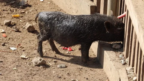 Barnyard with pigs and goats Stock Footage 282811067