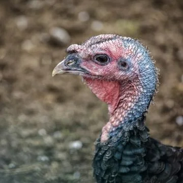 Barnyard turkey Stock Photos