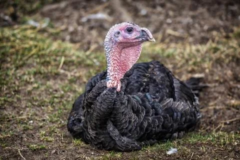 Barnyard turkey Stock Photos