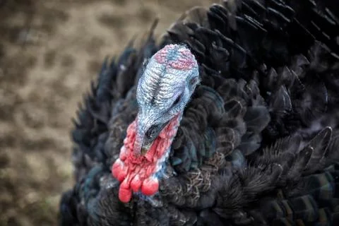 Barnyard turkey Stock Photos