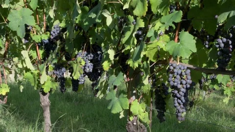 Barolo grapes 1 Vidéo 142071509