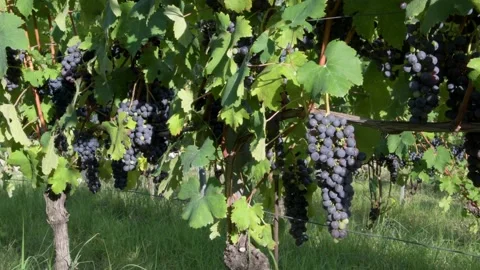 Barolo grapes 2 Stock Footage 142071507