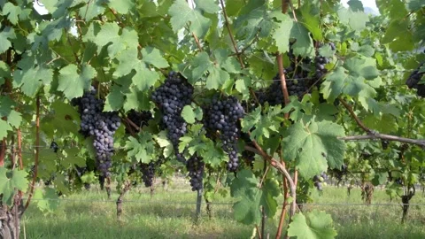 Barolo grapes 3 Stock Footage 142071511