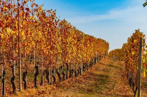 Barolo wine Stock Photos