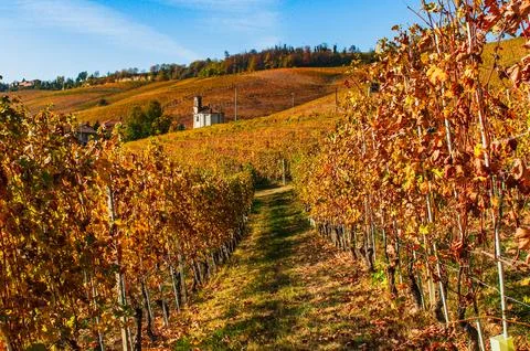 Barolo wine Stock Photos