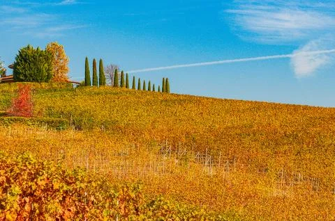 Barolo wine Stock Photos