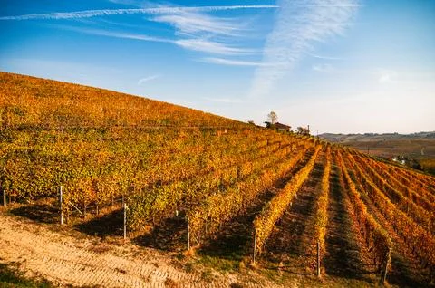 Barolo wine Stock Photos