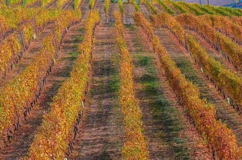 Barolo wine Stock Photos