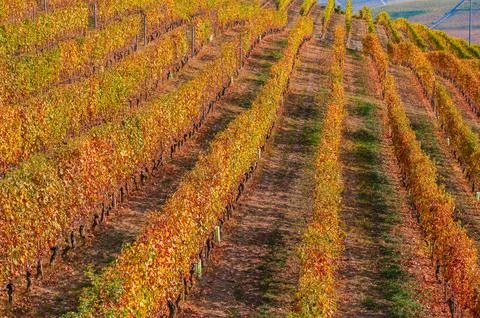 Barolo wine Stock Photos