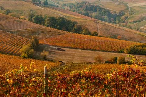 Barolo wine Stock Photos