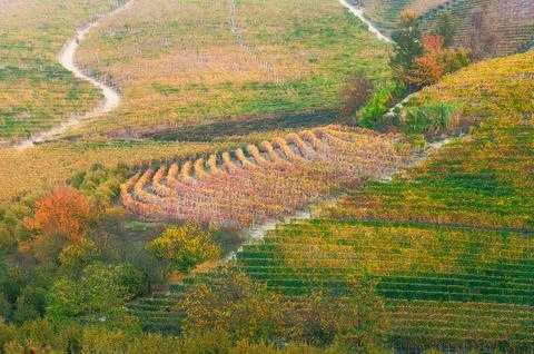 Barolo wine Stock Photos