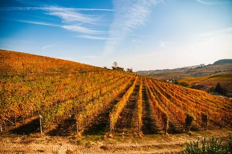 Barolo wine Stock Photos