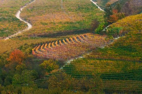 Barolo wine Stock Photos