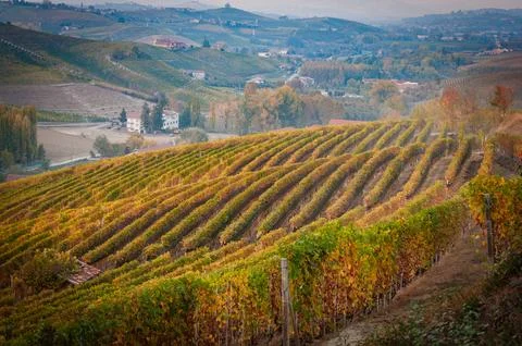 Barolo wine Stock Photos