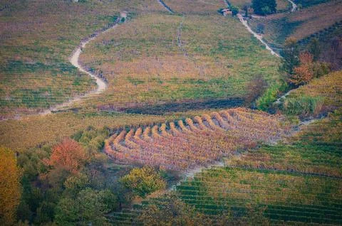 Barolo wine Stock Photos