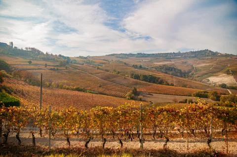 Barolo wine Stock Photos
