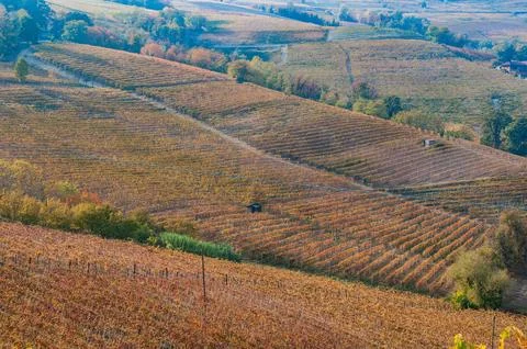 Barolo wine Stock Photos