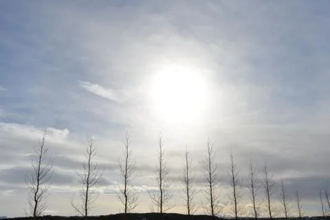 Baron trees in winter Stock Photos