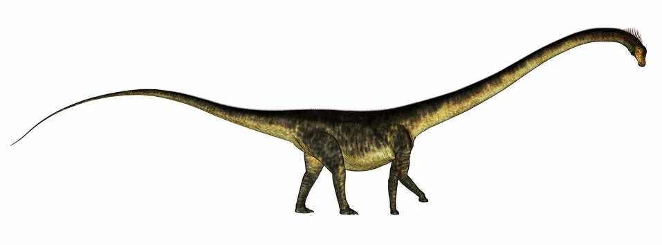 Barosaurus dinosaur - 3D render Stock Illustration