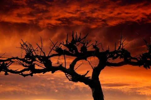 Barossa Sunset Stock Photos