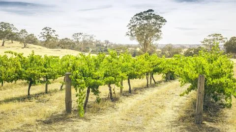 Barossa Valley Stock Photos