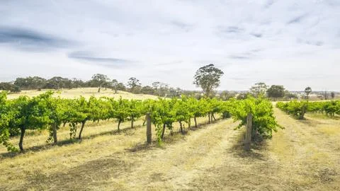 Barossa Valley Stock Photos