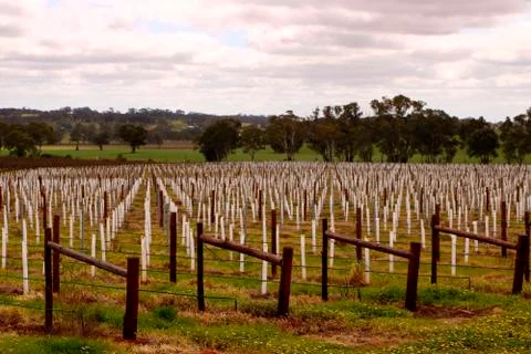 Barossa Valley Stock Photos