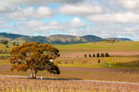 Barossa Valley Springtime Stock Photos