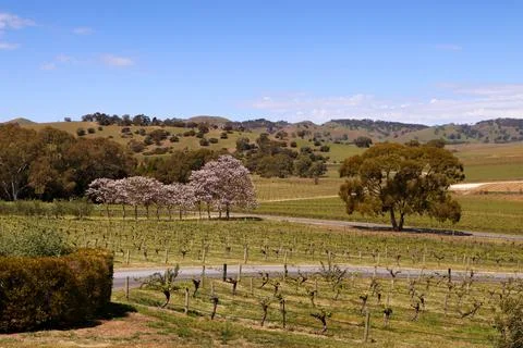 Barossa Valley Springtime Stock-Fotos