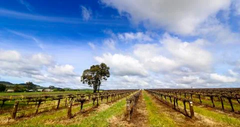 Barossa Valley Vineyard Stock Photos