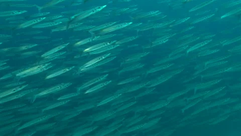 Barracuda and Barramundi Stock Footage 332766773